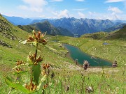 Laghi alti di Foppolo ad anello via Passo-Cima di Valcervia- 5 agosto 2025  - FOTOGALLERY